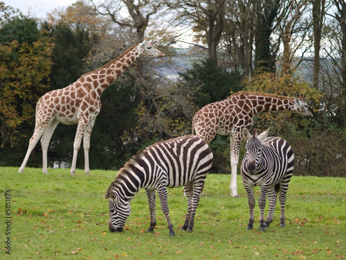 giraffes ans zebras