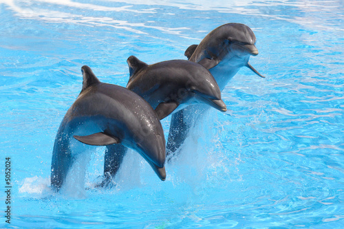 Trio of Dolphins