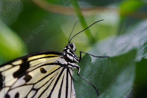 Schmetterling © Tim Friedrich