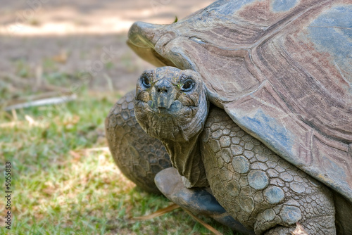 close up image of a galapagos tortoise looking at camera