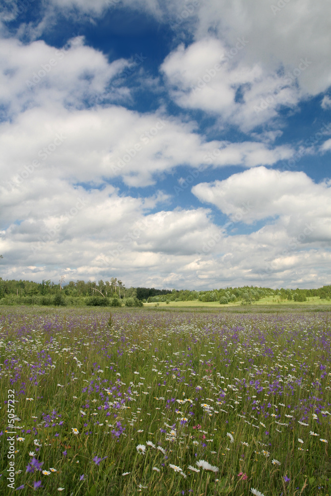 Amazing bluebell field with cloudy sky Amazing bluebell field with cloudy sky
