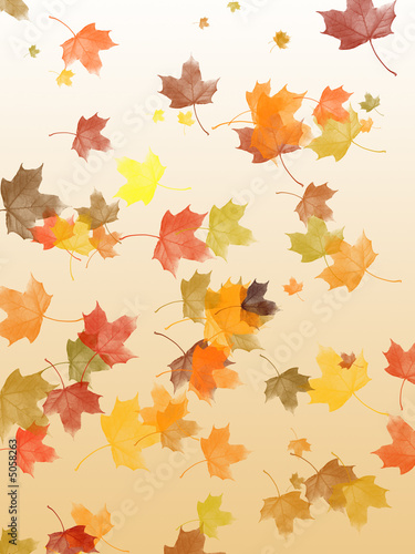 Falling maple leaves