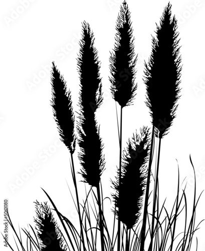 Pampas Grass Silhouette