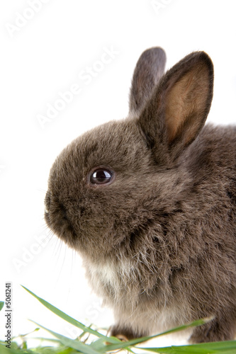 brown bunny in the grass