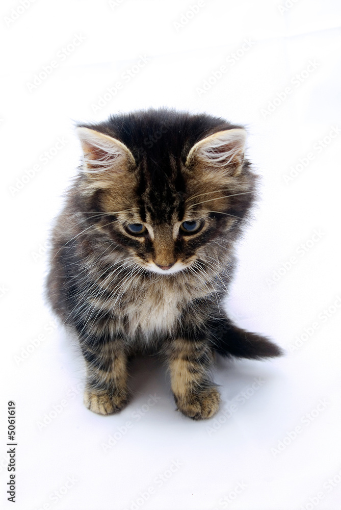 Fototapeta premium cute tabby kitten