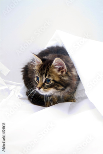 kitten playing with white sheet