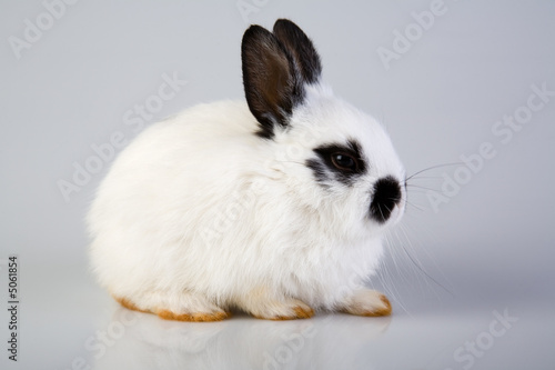 white bunny on a grey background