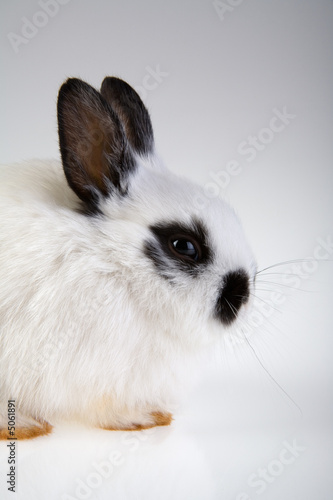 white bunny on a grey background
