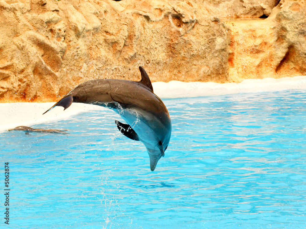 Obraz premium Leaping Dolphin #2