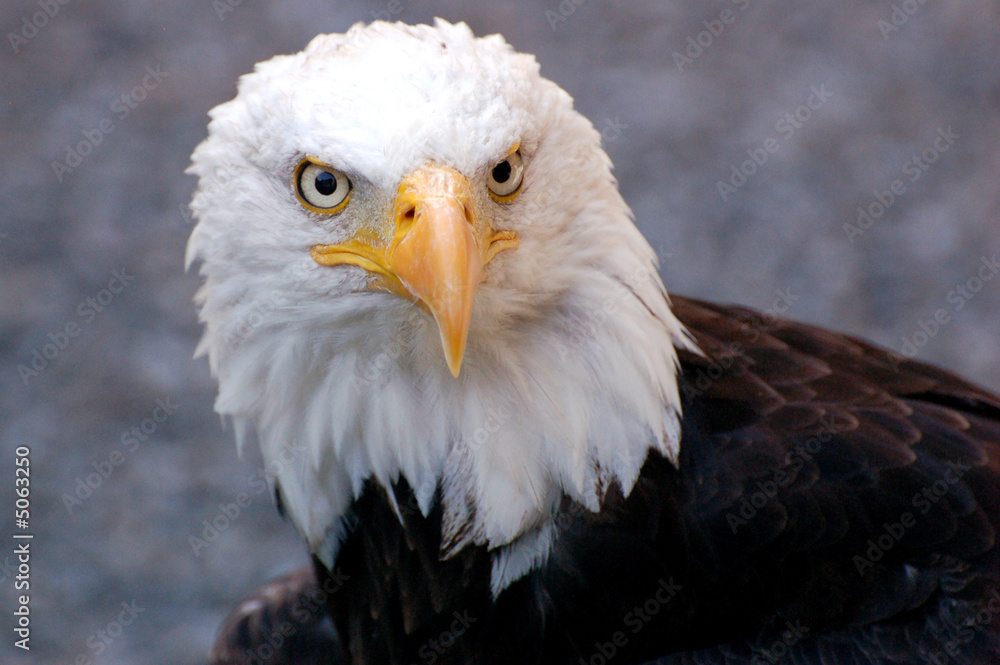 Fototapeta premium Aigle Royal