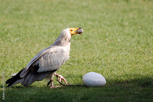 фотографія Neophron percnopterus cassant un oeuf