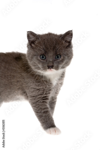 standing grey kitten