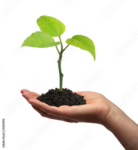 Growing green plant in a hand