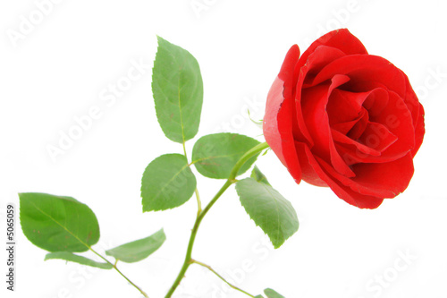 Tableau sur toile red rose