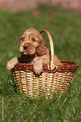 English cocker spaniel puppy