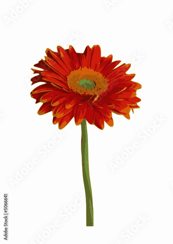 gerbera rouge