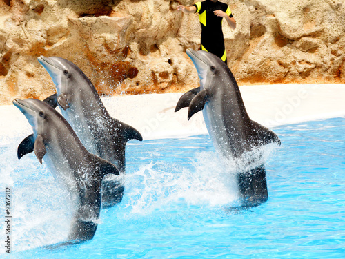 Performing Dolphins
