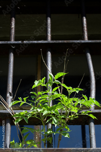 Window and  plant photo