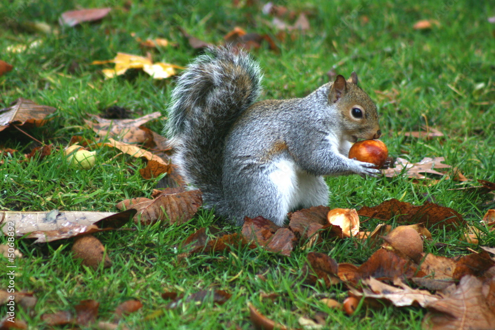 Squirrel at Lunch