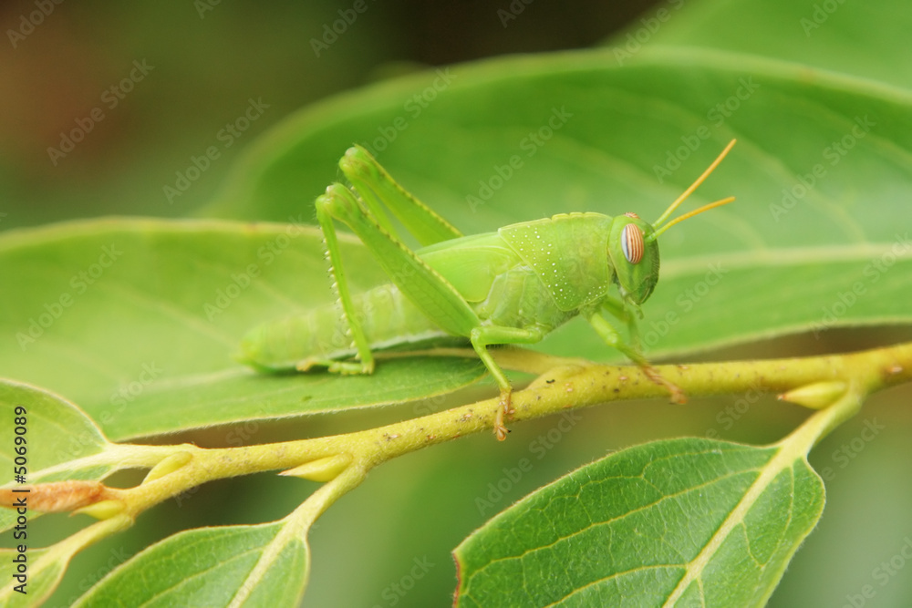 green grasshopper green grasshopper