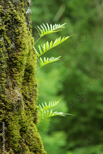 nurseling fern leaves photo