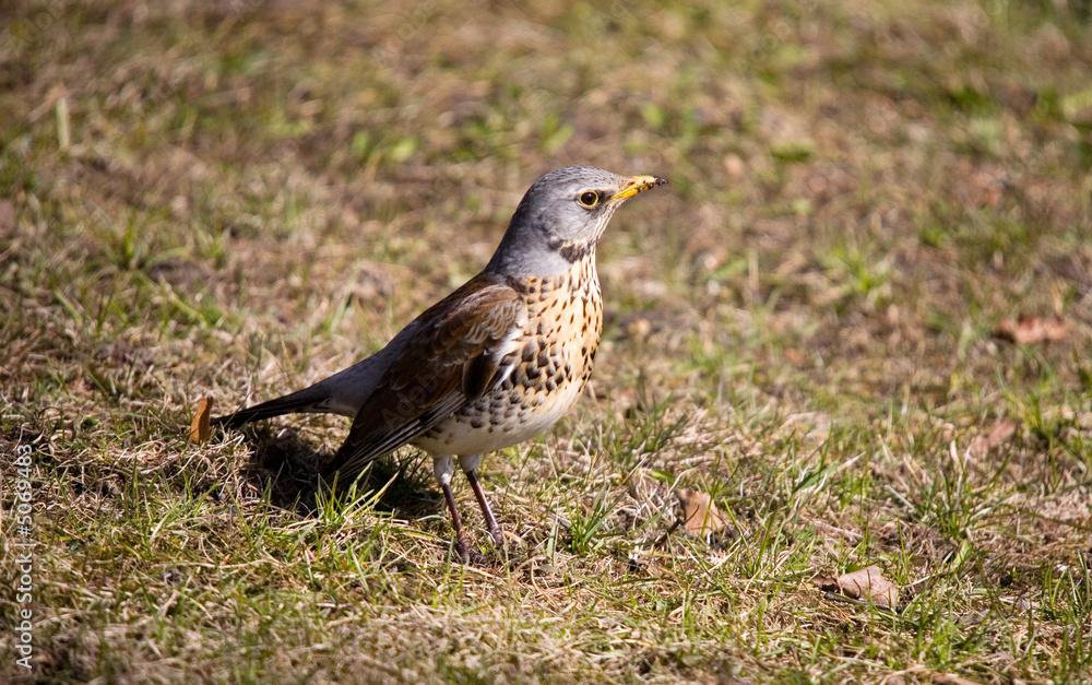 Turdus pilaris