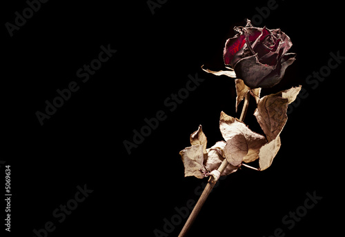 dead rose on black