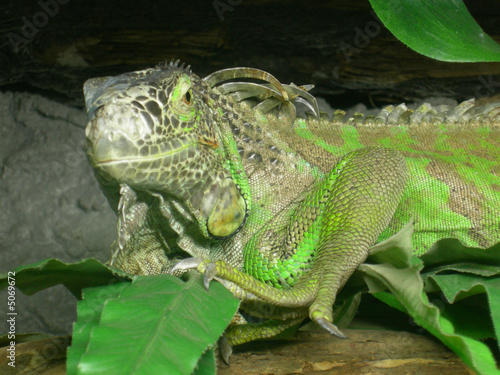 iguana