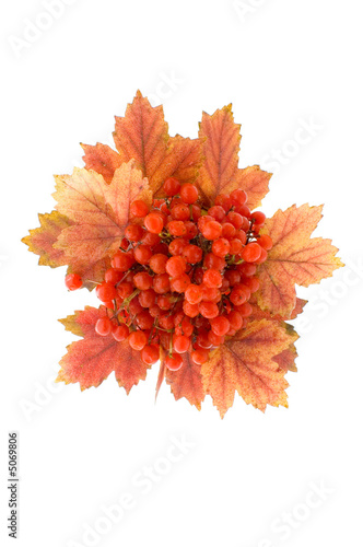Canvas Print ashberries isolated
