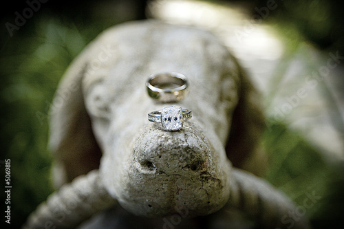 Wedding Ring Dog