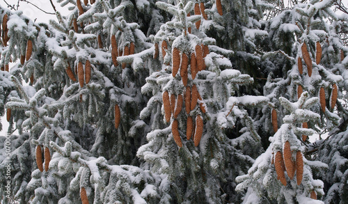 Grappe de pives sous la neige photo