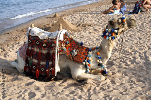 Camel Ride on the beach - Red Sea