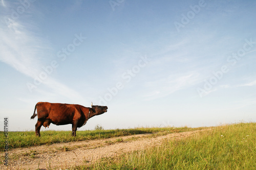 Fotografie cow moo