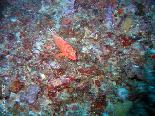 Red Fish