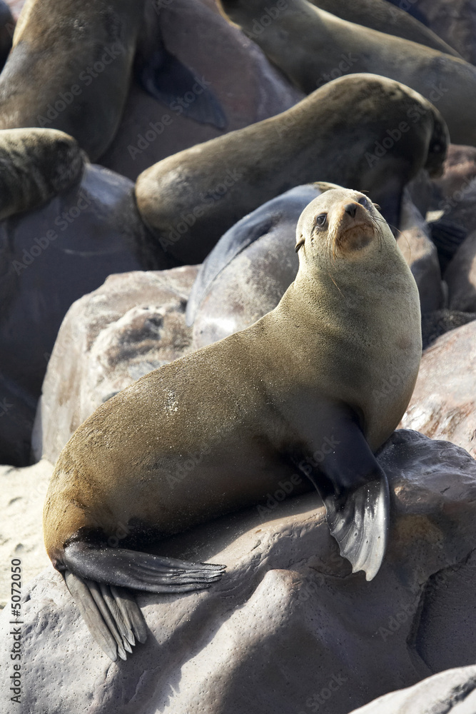 Fototapeta premium Cría de foca