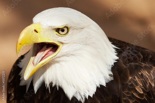 Águila americana photo