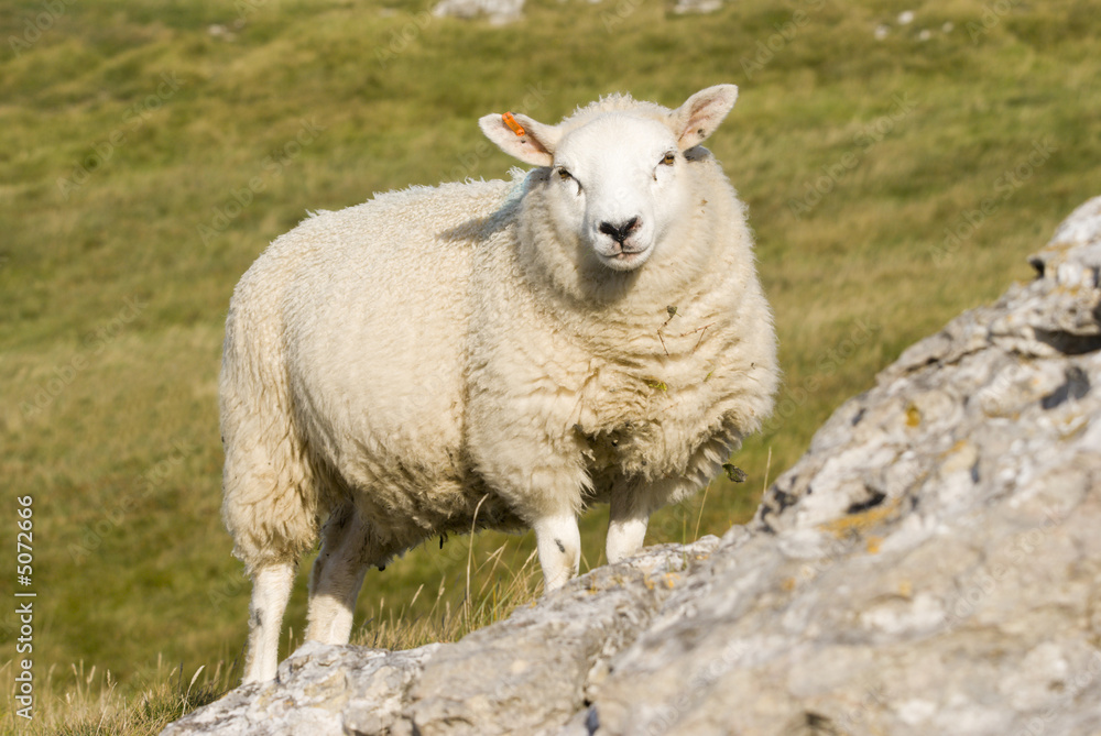 Female Sheep