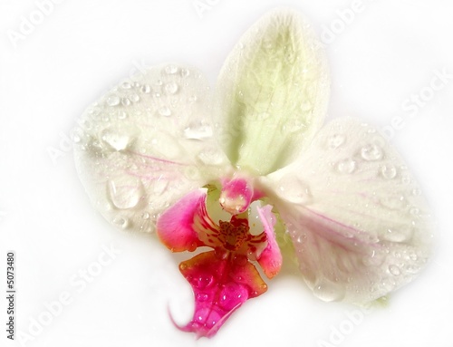 Fototapeta Naklejka Na Ścianę i Meble -  orchidée humide