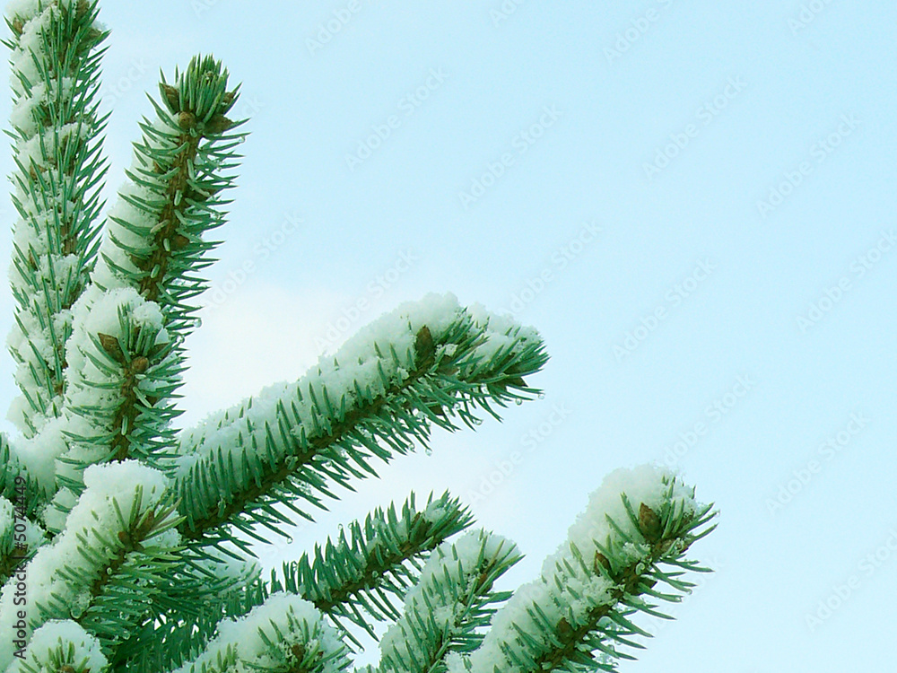 Tannenbaum Tannenbaum