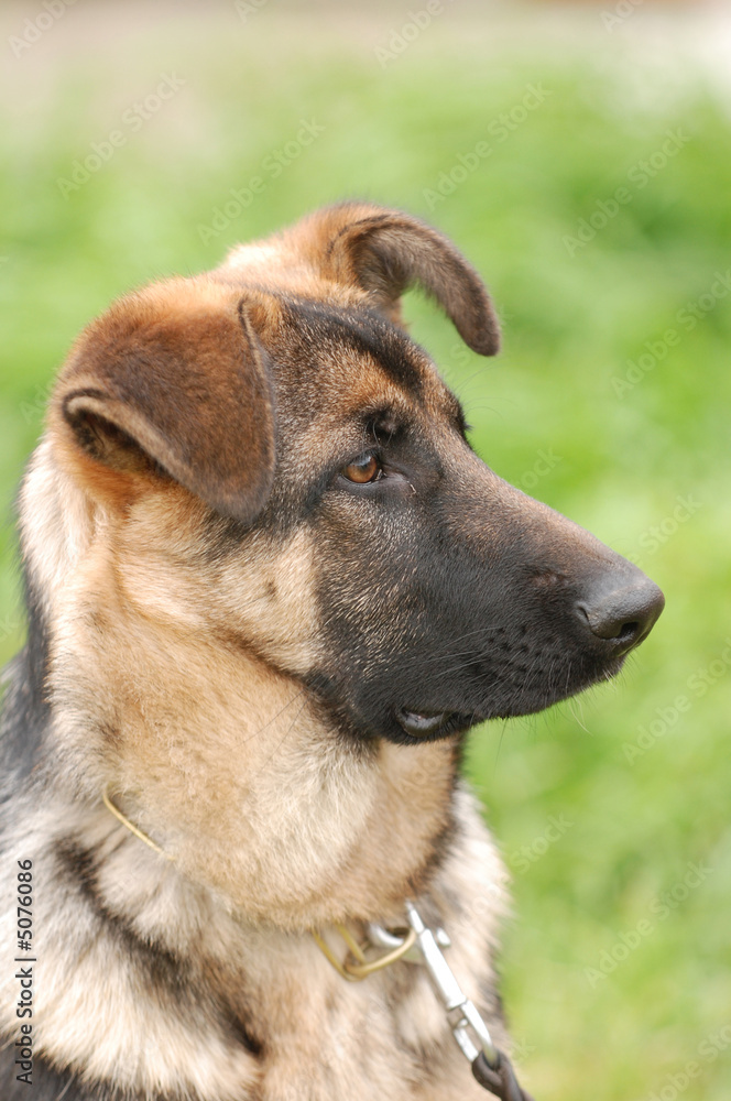 German shephard dog puppy