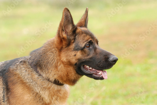 German shephard dog