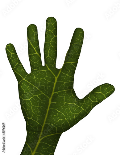MAIN VERTE FOND BLANC