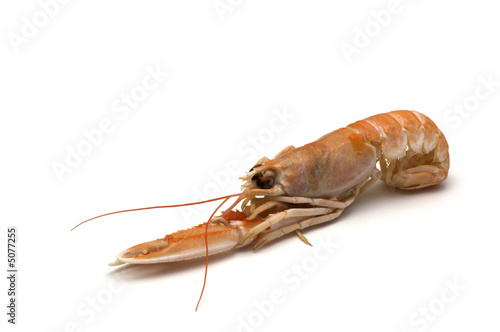 shrimp on white background