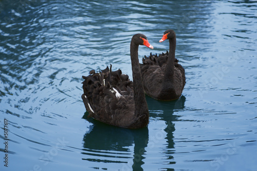 pair of black swans