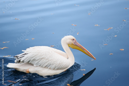 pelican in blue water with autumn leaves
