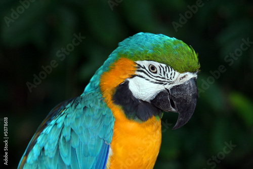 Macaw