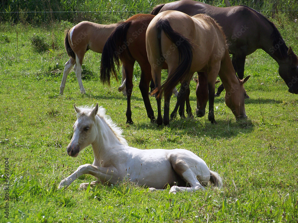 Obraz premium schlafendes Pferd