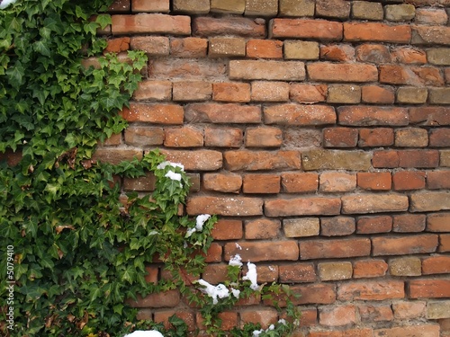 ivy with snow on the brick wall