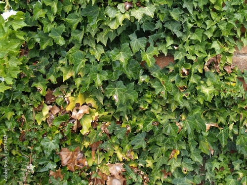 green ivy on the brick wall