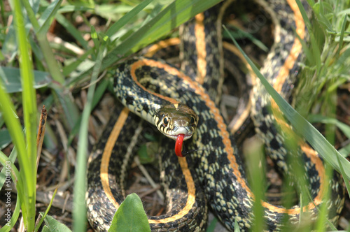 Western plains garter snake